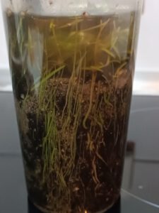 U. prehensilis im hohen Topf