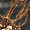 Drosera binata var. multifida 'extrema'