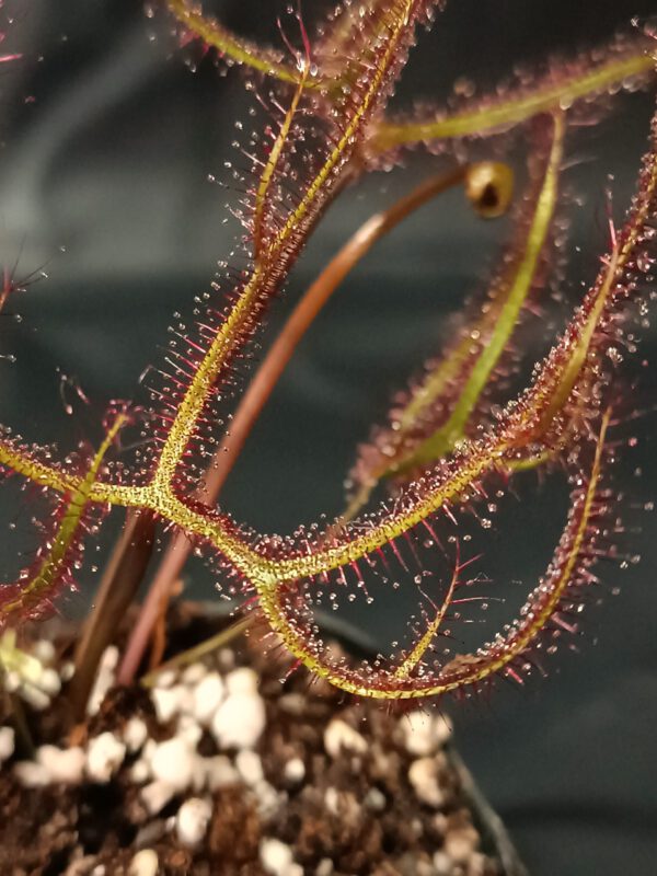 Drosera binata var. multifida 'extrema'