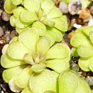 Pinguicula cyclosecta x emarginata