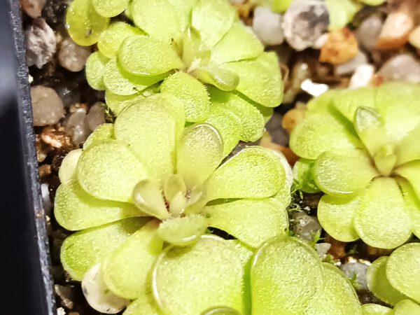 Pinguicula cyclosecta x emarginata