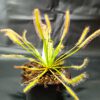 Drosera capensis 'alba'