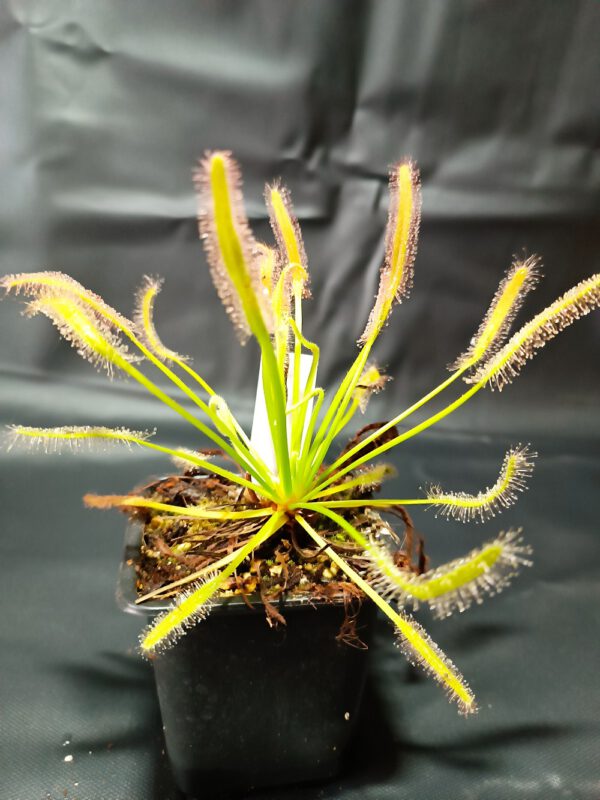 Drosera capensis 'alba'