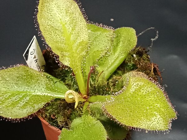 Drosera x 'andromeda'