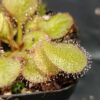 Drosera x 'andromeda'