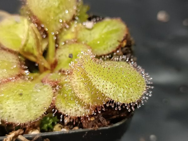 Drosera x 'andromeda'