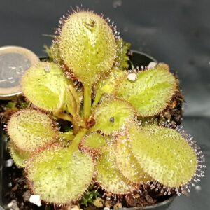 Drosera x 'andromeda'