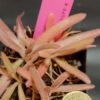 Pinguicula x aphrodite