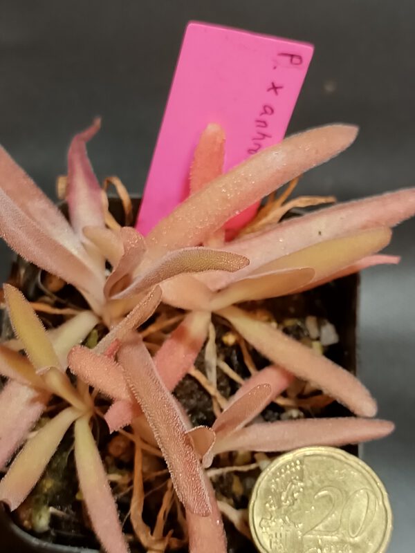 Pinguicula x aphrodite