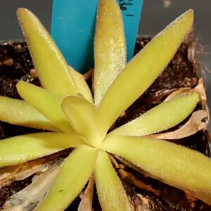 Pinguicula x aphrodite