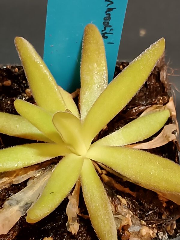 Pinguicula x aphrodite