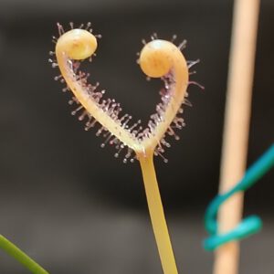 Drosera binata 'ghost'