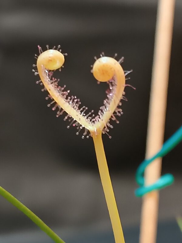 Drosera binata 'ghost'