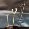 Drosera binata 'ghost'