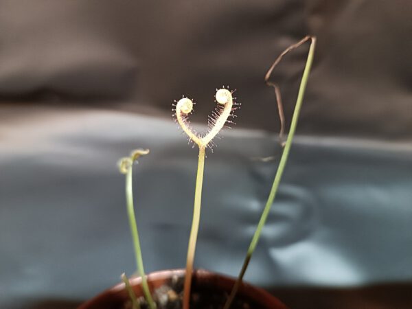 Drosera binata 'ghost'