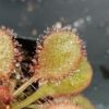 Drosera x 'andromeda'