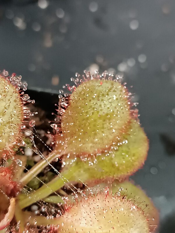 Drosera x 'andromeda'