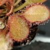 Drosera x 'andromeda'