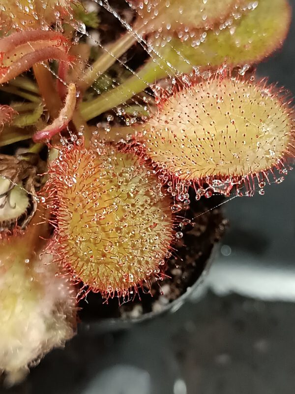 Drosera x 'andromeda'