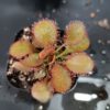 Drosera x 'andromeda'