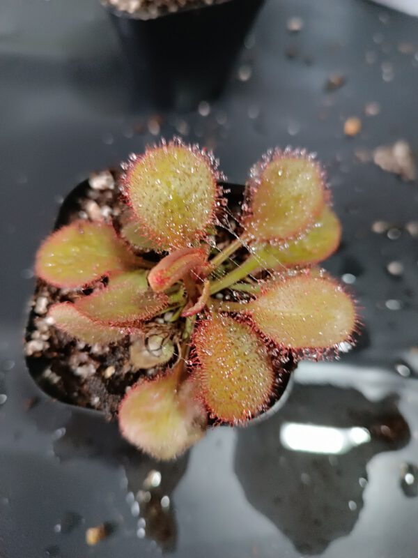 Drosera x 'andromeda'