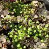 Utricularia uniflora