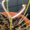 Drosera binata 'ghost'