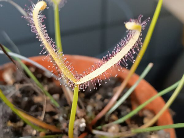 Drosera binata 'ghost'