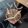 Drosera binata 'ghost'