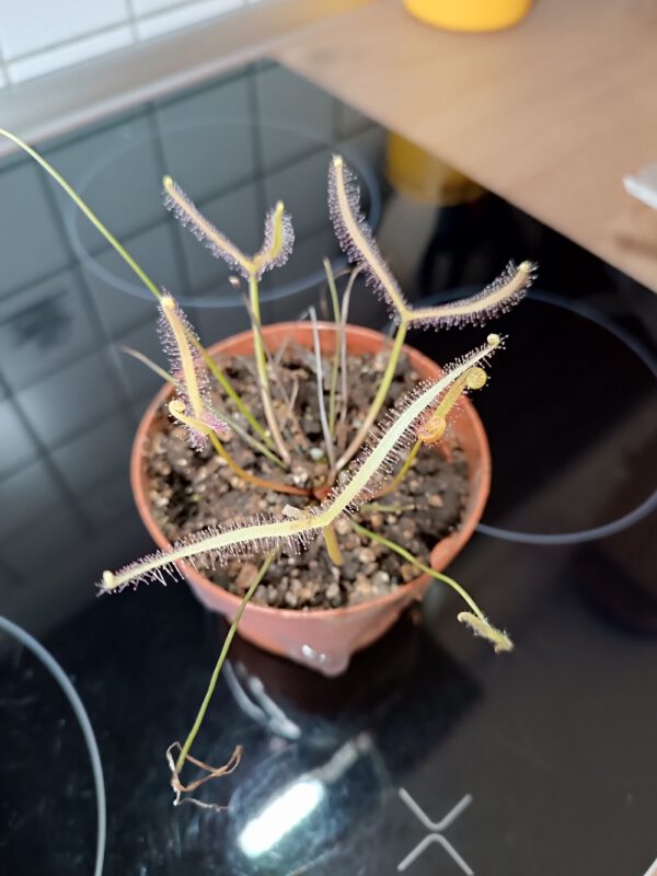 Drosera binata 'ghost'