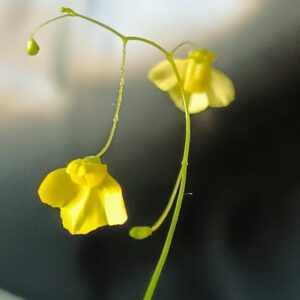 Utricularia flaccida