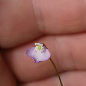 Utricularia uniflora