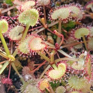 Drosera prolifera