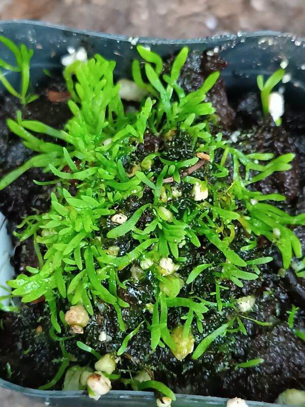 Utricularia flaccida