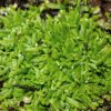 Utricularia graminifolia