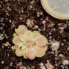 Pinguicula Spec. 'Tehuacan'
