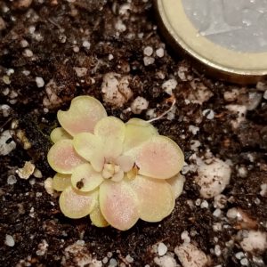 Pinguicula Spec. 'Tehuacan'