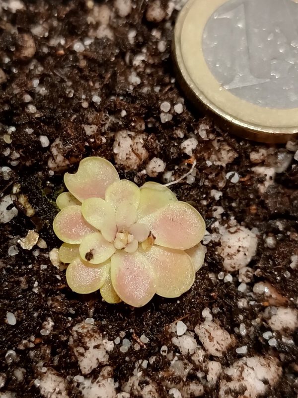 Pinguicula Spec. 'Tehuacan'