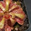 Drosera venusta