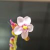 Drosera venusta