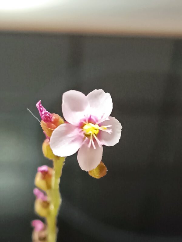 Drosera venusta