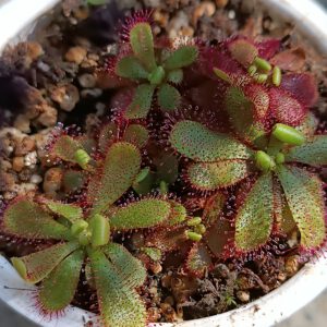 Drosera hamiltonii