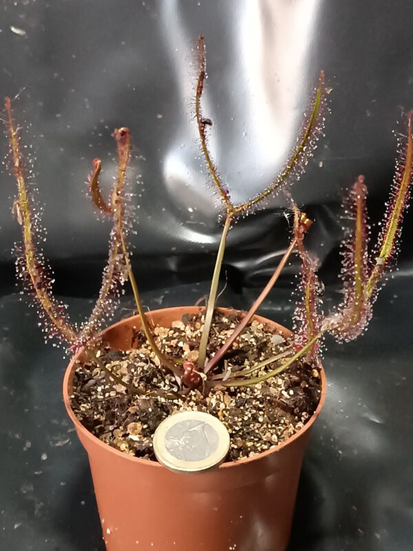 Drosera binata 'olive green stem'