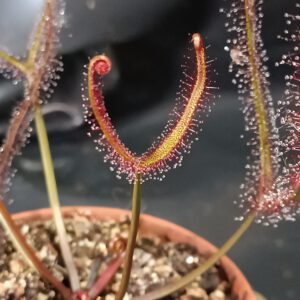 Drosera binata 'olive green stem'