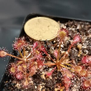 Drosera nidiformis klein