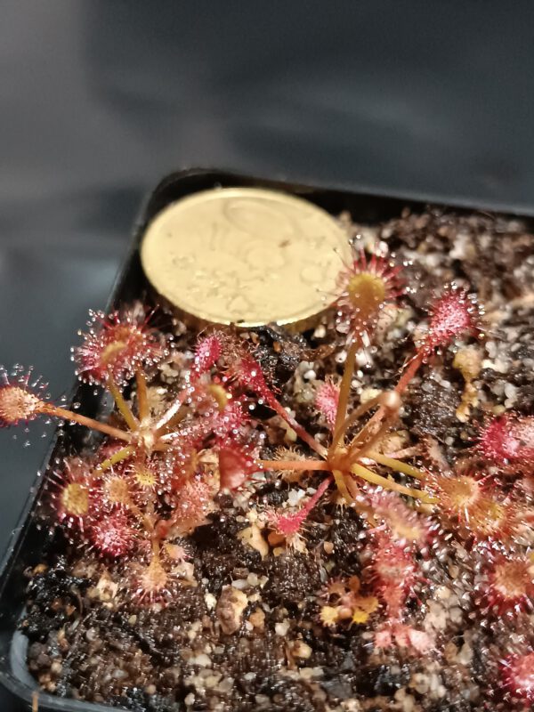 Drosera nidiformis klein
