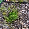 Utricularia blanchetii