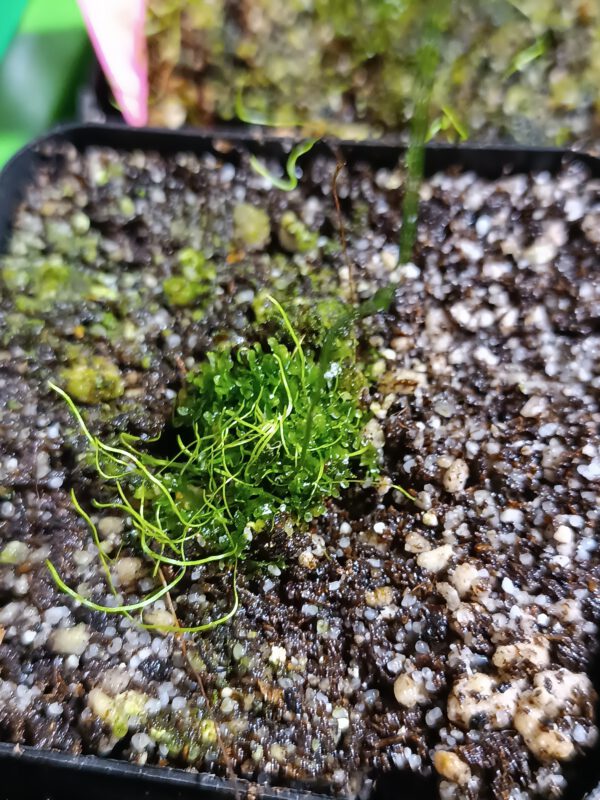 Utricularia blanchetii