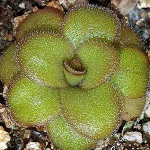 Pinguicula martinezii