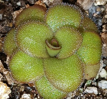 Pinguicula martinezii